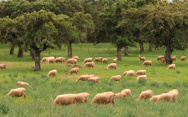 Ovejas merina en la dehesa