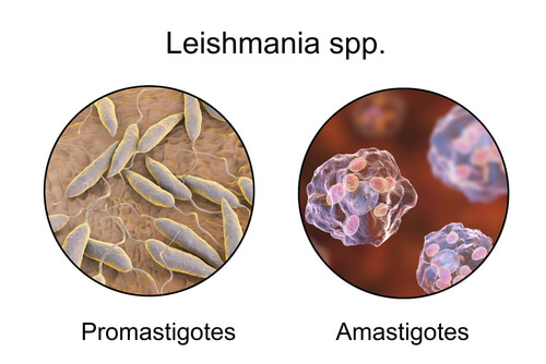 Parasites de la leishmaniose