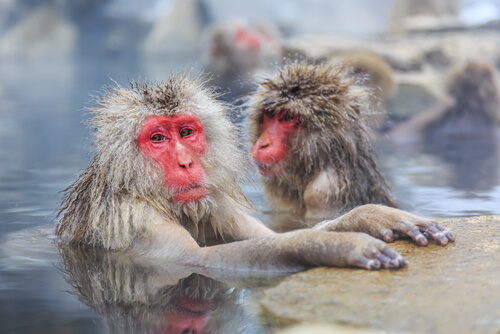 ¿Por qué los macacos japoneses tienen la cara roja?