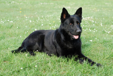 Pastor alemán negro: todo lo que no sabías de esta raza