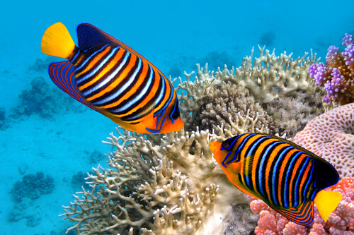 5 curiosidades de los peces de colores