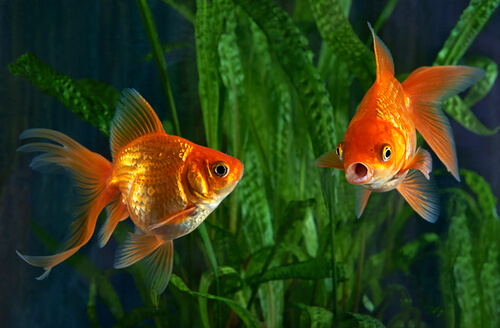 Peces dorados en el acuario