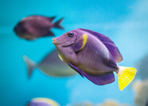Peces en el mar de color morado y amarillo.
