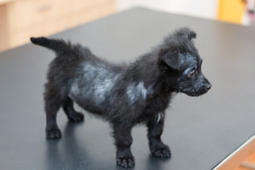 Perro con alopecia por sarna