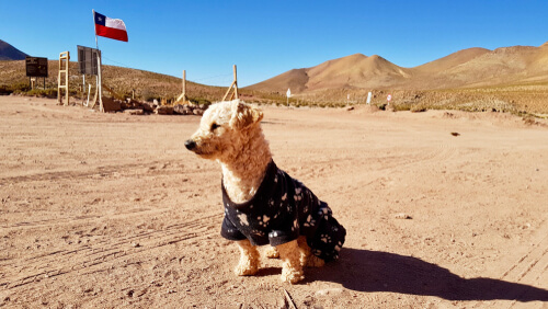 En Chile puede llegar a ser un delito si alguien no cuida de su mascota