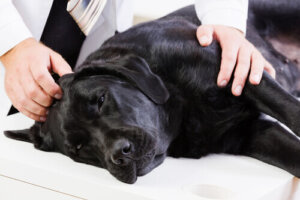 Cáncer de colon en perros: causas y síntomas