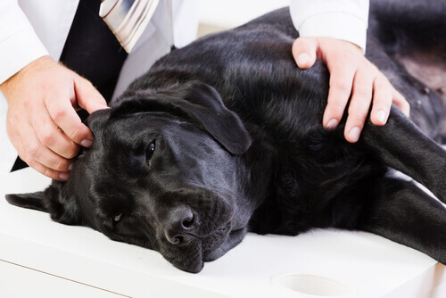 Cáncer de colon en perros: causas y síntomas