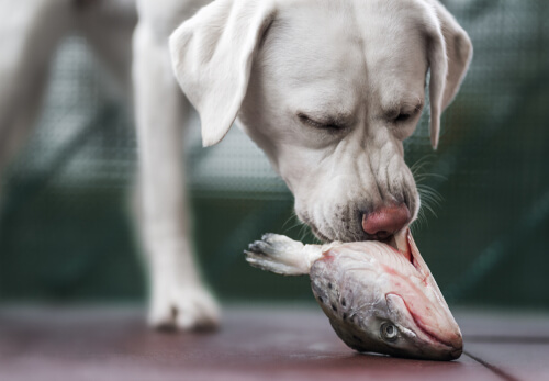 Beneficios del aceite de salmón para la dieta en perros
