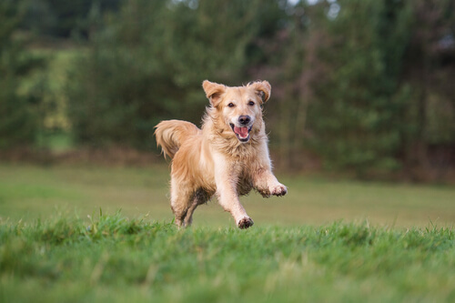Perro corriendo en el campo