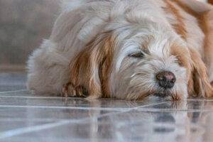 Espasmos musculares en el perro: ¿qué hacer?