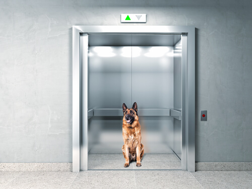 Perro en un elevador