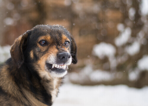 Perro enseñando los dientes