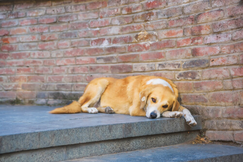 Perro esterilizado tumbado en unas escaleras