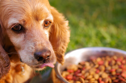 Consejos para alimentar a perros con estómago sensible