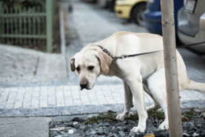 Problemas digestivos en perros: tratamiento y prevención