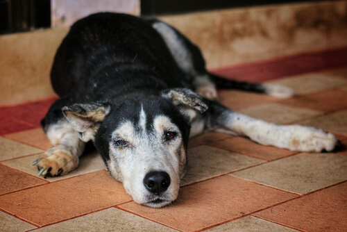 Perro mayor tumbado