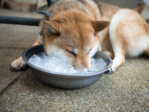 Perro mete cabeza en el hielo