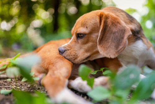 5 tips para saber si es necesario desparasitar un perro