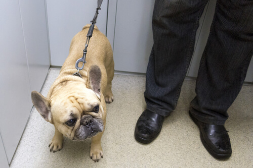 Normativa sobre perros en ascensores públicos