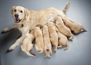 Esterilizar un perro: pros y contras según expertos
