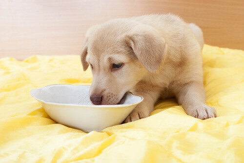 Perro pequeño comiendo