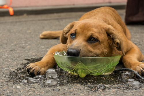 Perro refrescándose con hielo