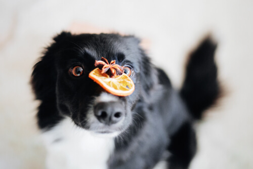 Perro con una rodaja de naranja en el hocico