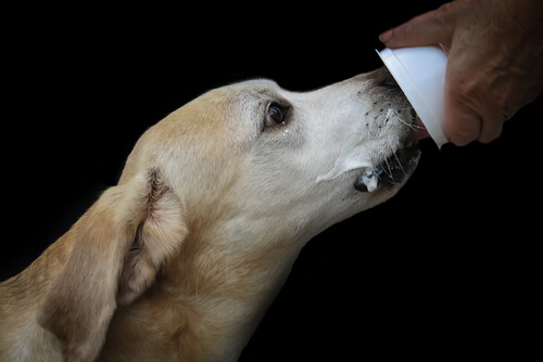En hund äter yoghurt
