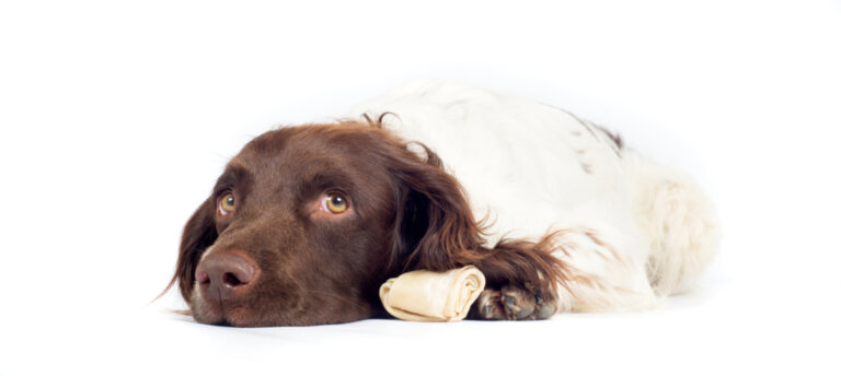 Enfermedad hepática en los perros: causas y síntomas