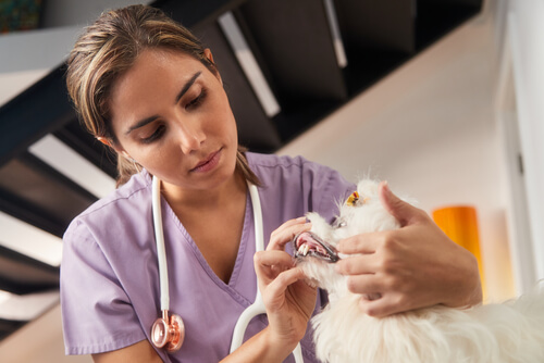 Veterinaria revisando a un perro.