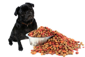 El sistema digestivo en los perros