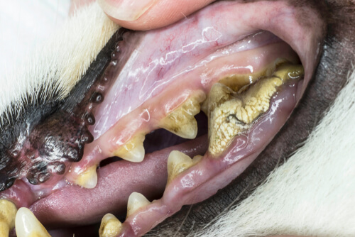 Problema dental en el perro