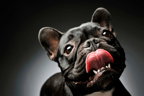 Prognatismo en el bulldog francés