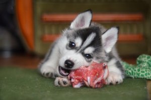 Valor biológico de las proteínas contenidas en los alimentos para perros