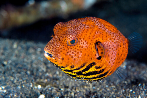 Pufferfish naranja.