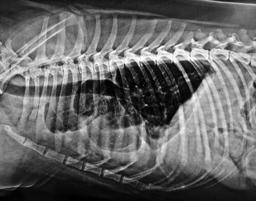 Radiografía de enfermedad cardiovascular en perro