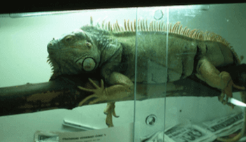 Uso de ramas en un acuario para iguanas