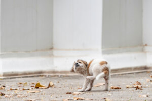 Sarna en cachorros: causa y síntomas