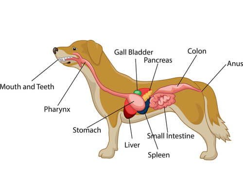 Hundens matsmältningssystem.