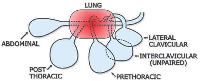 Sistema respiratorio de las aves: sacos aéreos