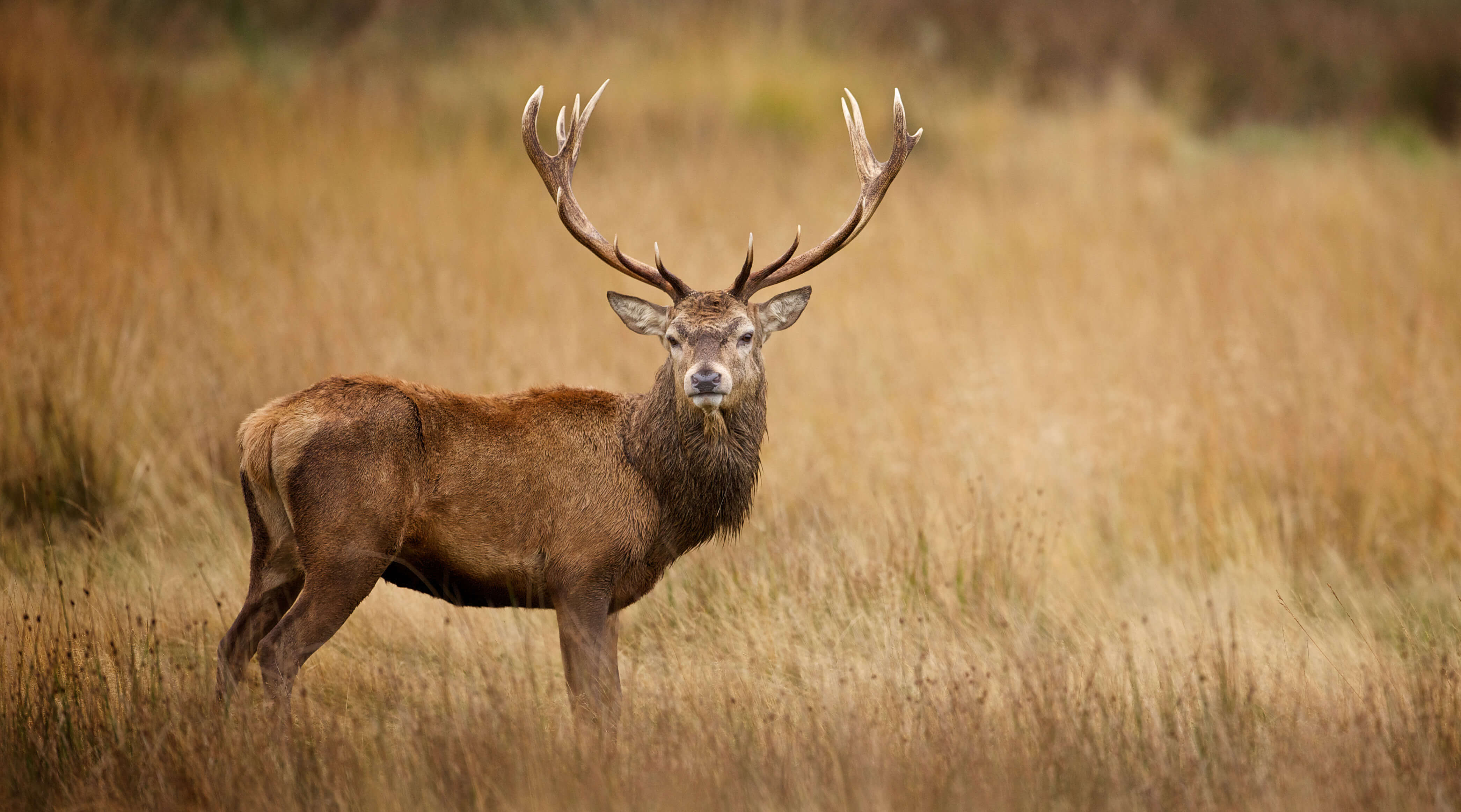 Venado en el campo