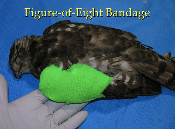 Vendaje en 8 en aves