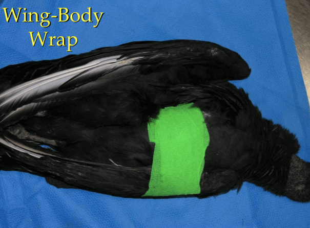 Vendaje del ala al cuerpo en clínica de aves