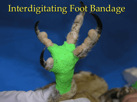 Vendaje interdigital en aves