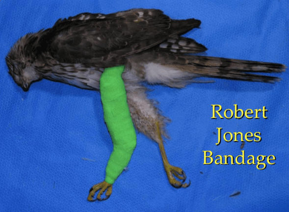 Vendaje Robert Jones en clínica de aves