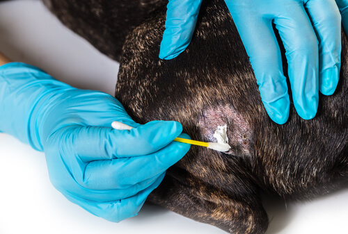 Veterinario tratando la piel de un bulldog francés