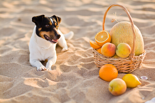 Vitamina C en perros