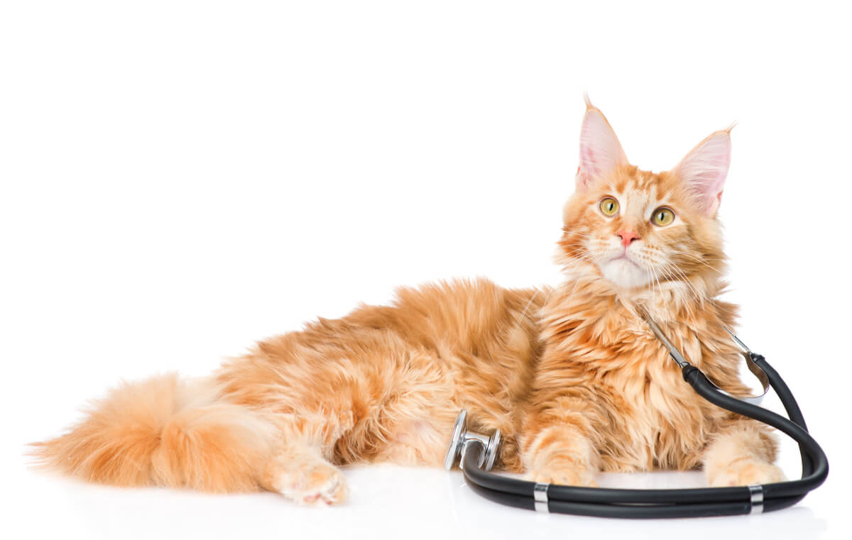 Un maine coon.