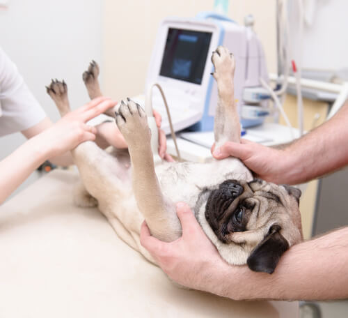 Aborto espontáneo en perros
