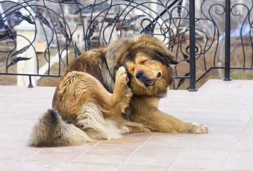 Los alérgenos más comunes en perros, ¿qué hacer?